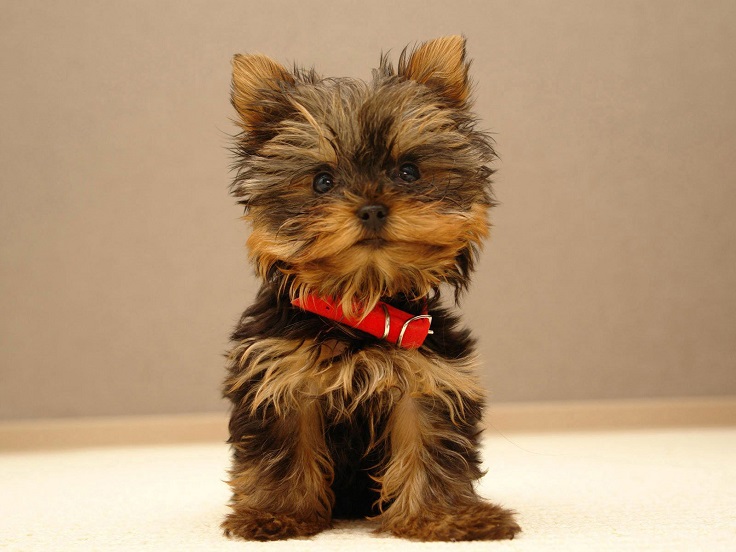 Top 10 Cutest Small Dog Breeds - Top Inspired