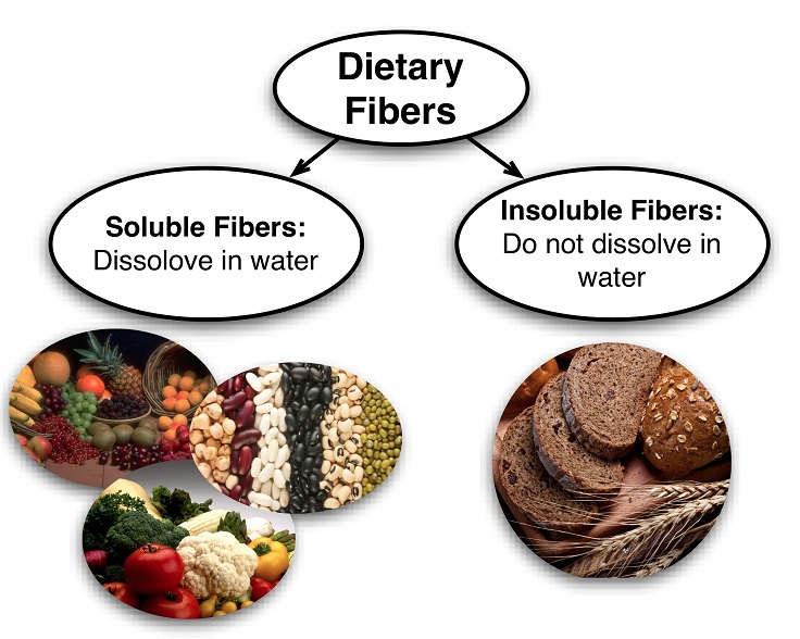 Dietary Fibre Function