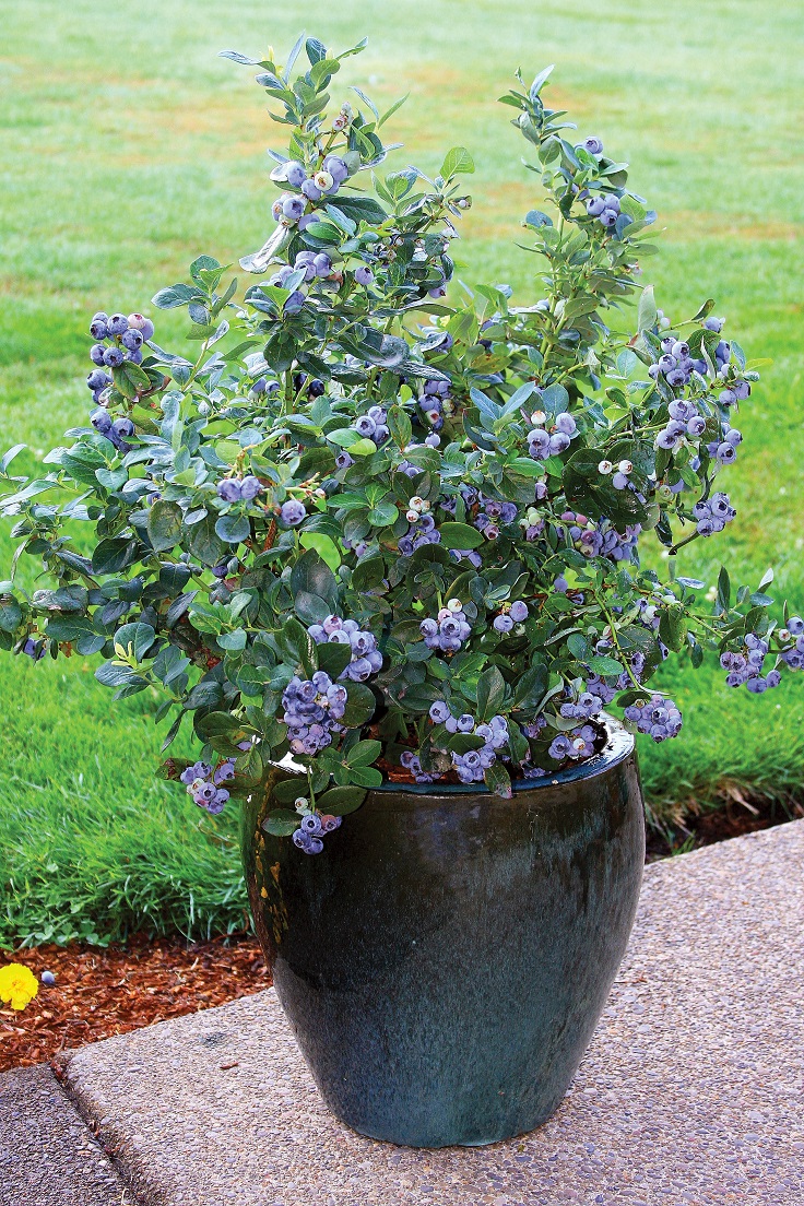 TOP 10 Tips for Growing Blueberries in the Home Garden