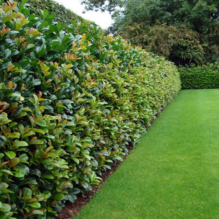 TOP 10 Best Plants for Hedges and How to Plant Them