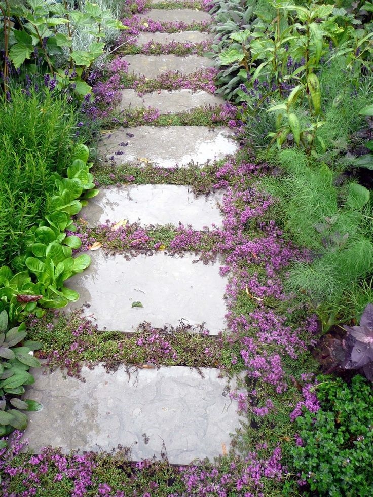 TOP 10 Plants and Ground Cover for Your Paths and Walkways