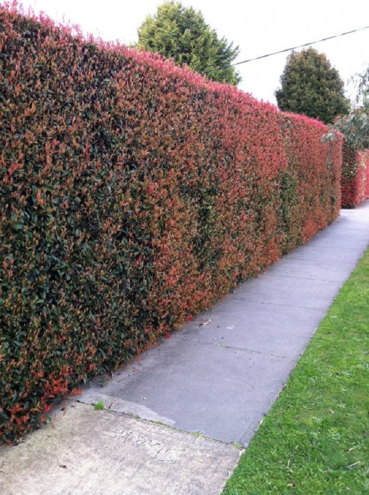 TOP 10 Best Plants for Hedges and How to Plant Them