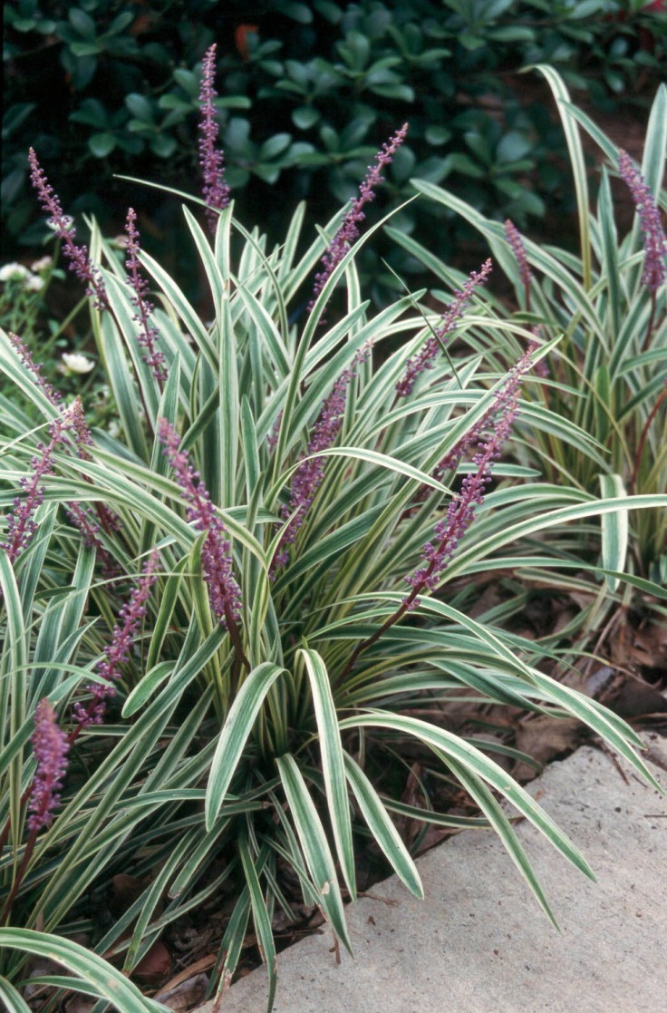 plants underplanting liriope successful plant ground grass giant variegated landscaping leaves garden sun trees planting under shrubs louisiana shade popular