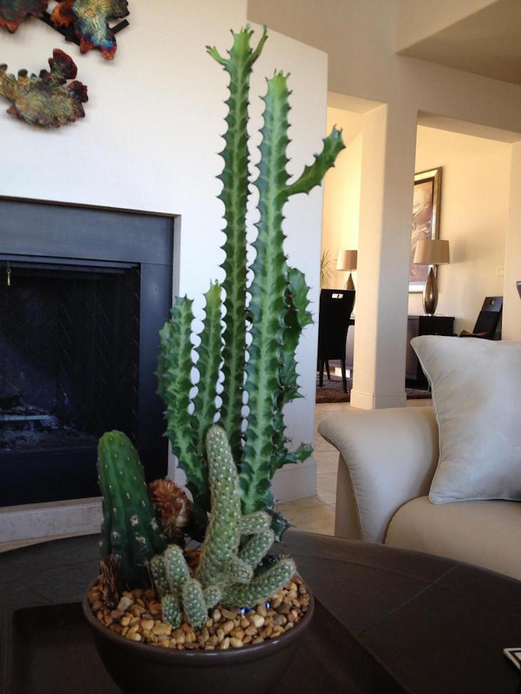 TOP 10 Beautiful Cactus Gardens for the Black Thumb  Top Inspired
