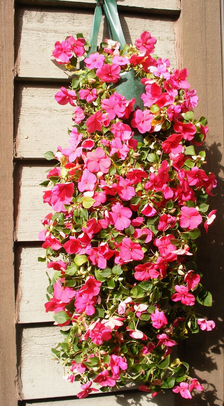 TOP 10 Plants for Stunning Hanging Baskets Top Inspired