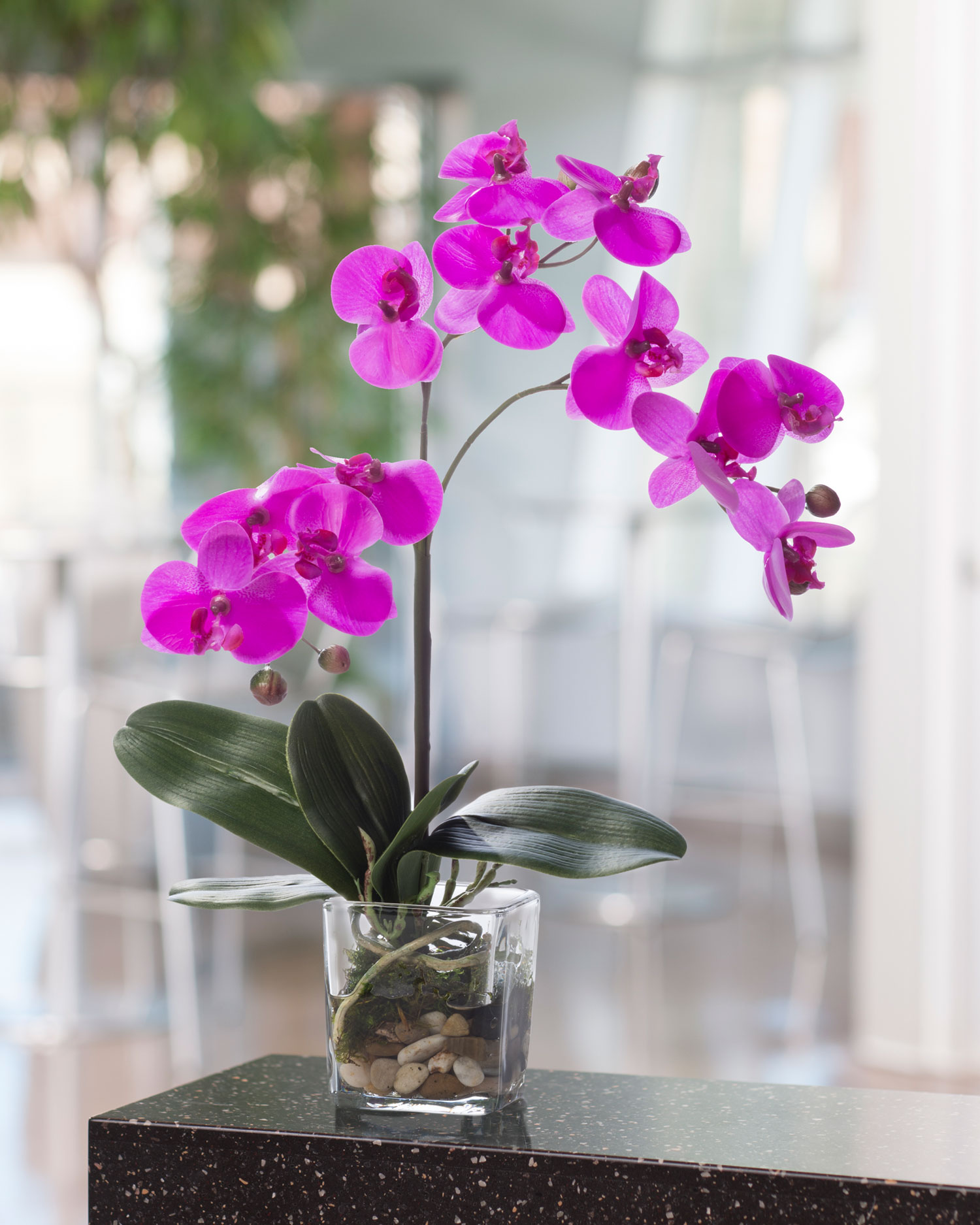 Orchid Phalaenopsis Care