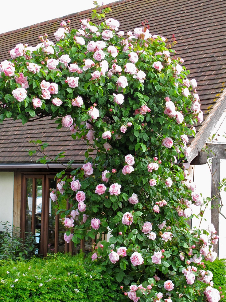 #Top 10 Beautiful Climbing Plants for Fences and Walls
