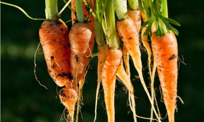 Fresh Organic Baby Carrots