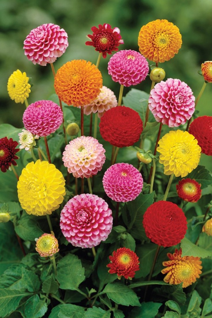 Top 10 Tips On How To Plant Grow And Care For Dahlia Flowers Page 2