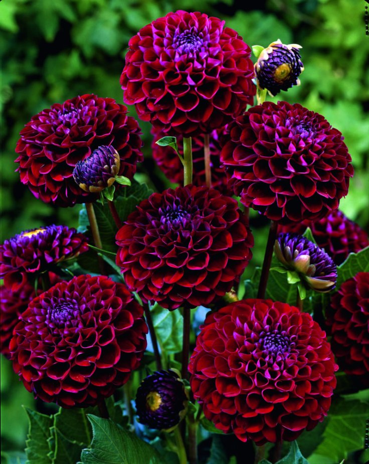 TOP TIPS FOR GROWING AMAZING DAHLIAS | Page 2 of 3 ...