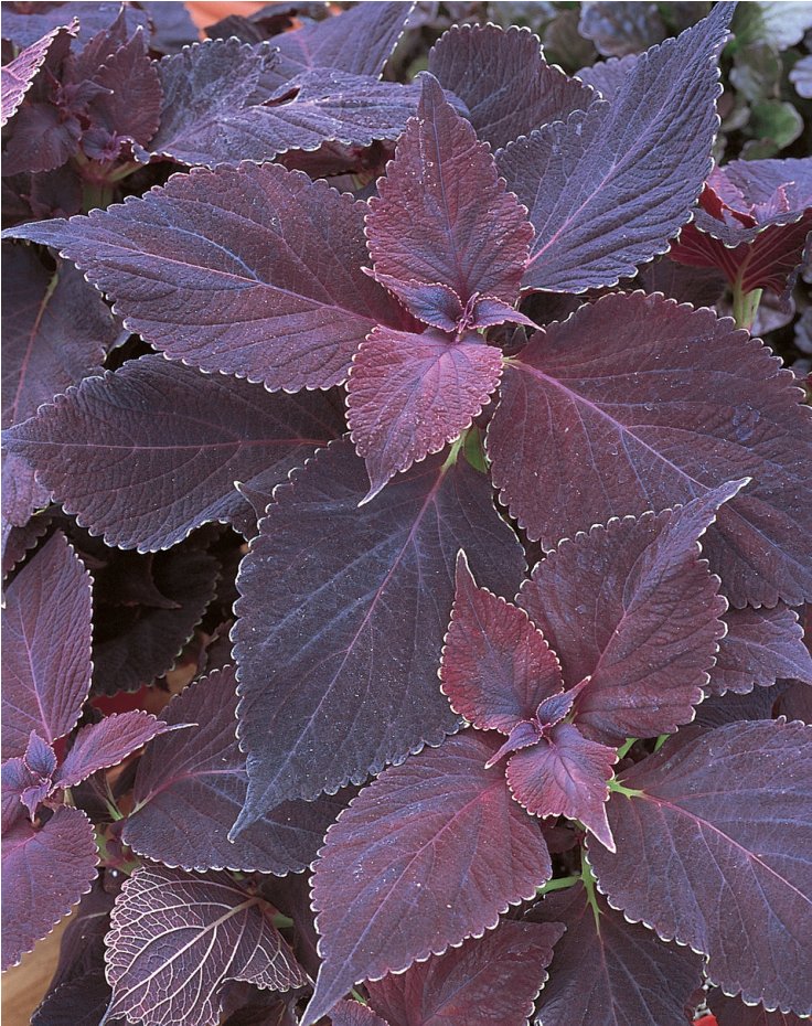 Top 10 Black Plants and Flowers to Add Drama to Your Garden