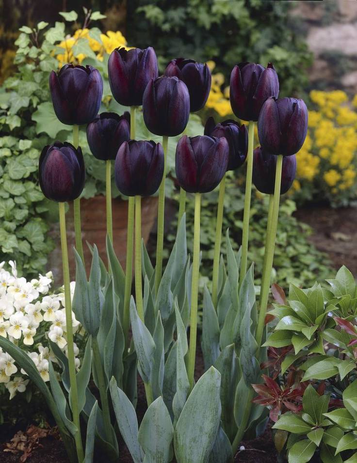 Tulip-?Queen-of-Night? Top 10 Black Plants and Flowers to Add Drama to Your Garden
