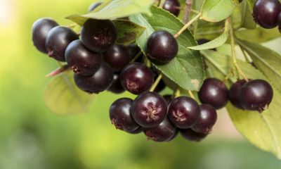 aronia-berries