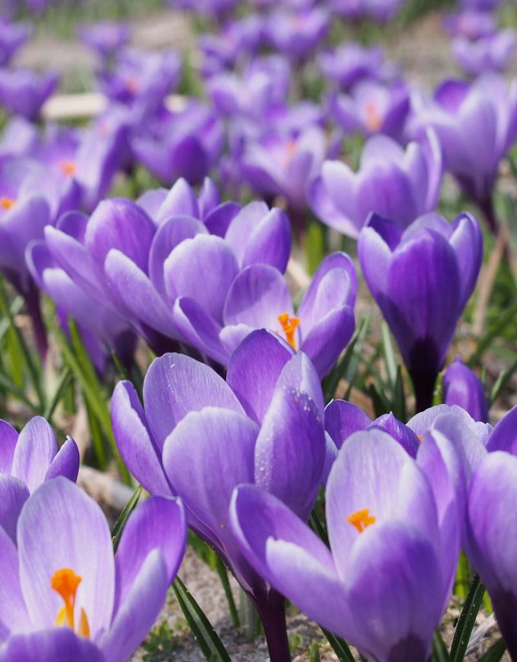 Top 10 Beautiful Spring Flowers For Your Garden