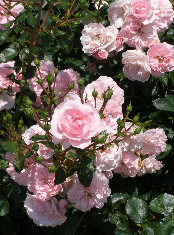 Top 10 Types of Roses You Would Love to Have in Your Garden - Page 2 of