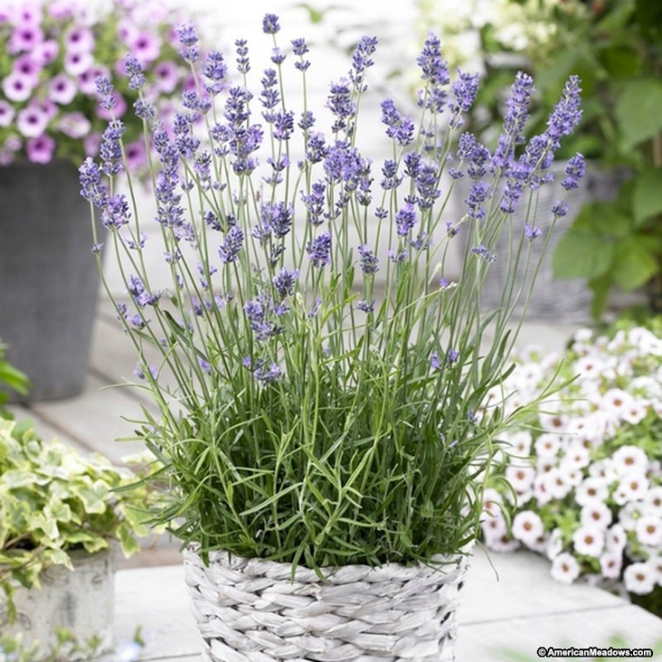 Top 10 Reasons Why To Grow Amazing Lavender In Your Garden