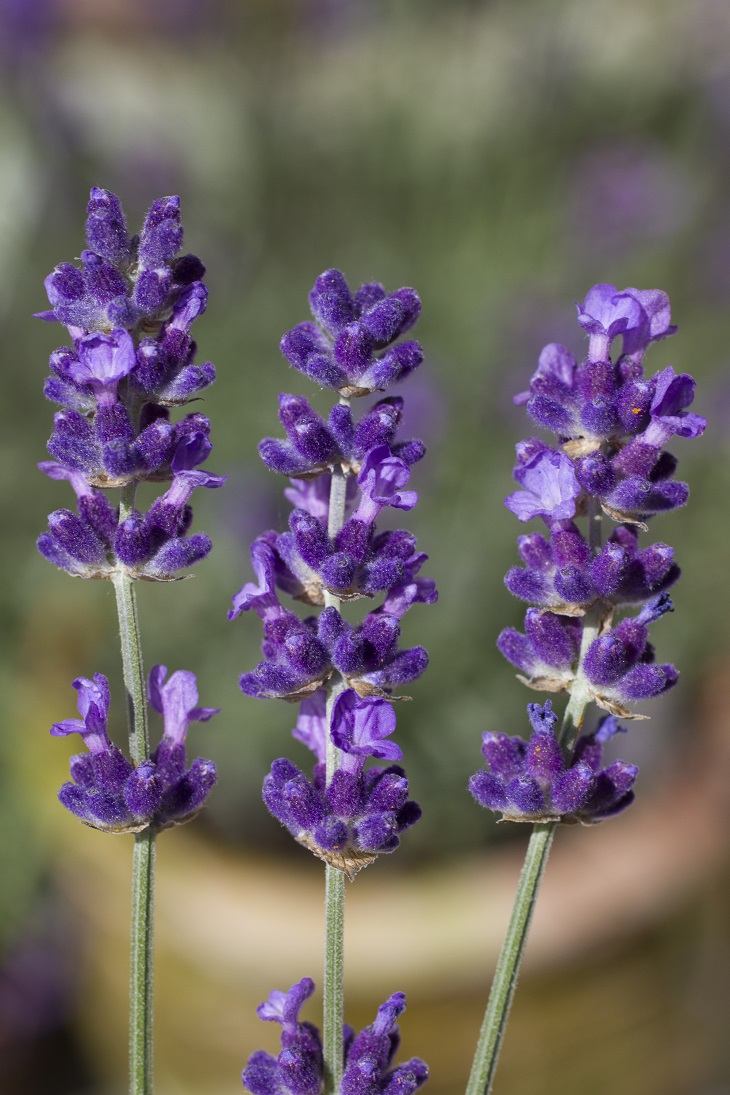 TOP 10 Lavender Varieties To Grow in your Garden - Page 2 of 10 - Top What Is The Plant That Looks Like Lavender
