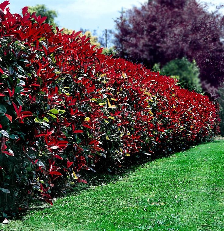 Top 10 Beautiful Plants You Can Grow Instead Of A Fence