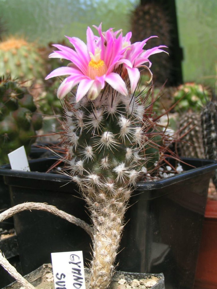 Top 10 Types of Cactus Plants Top Inspired
