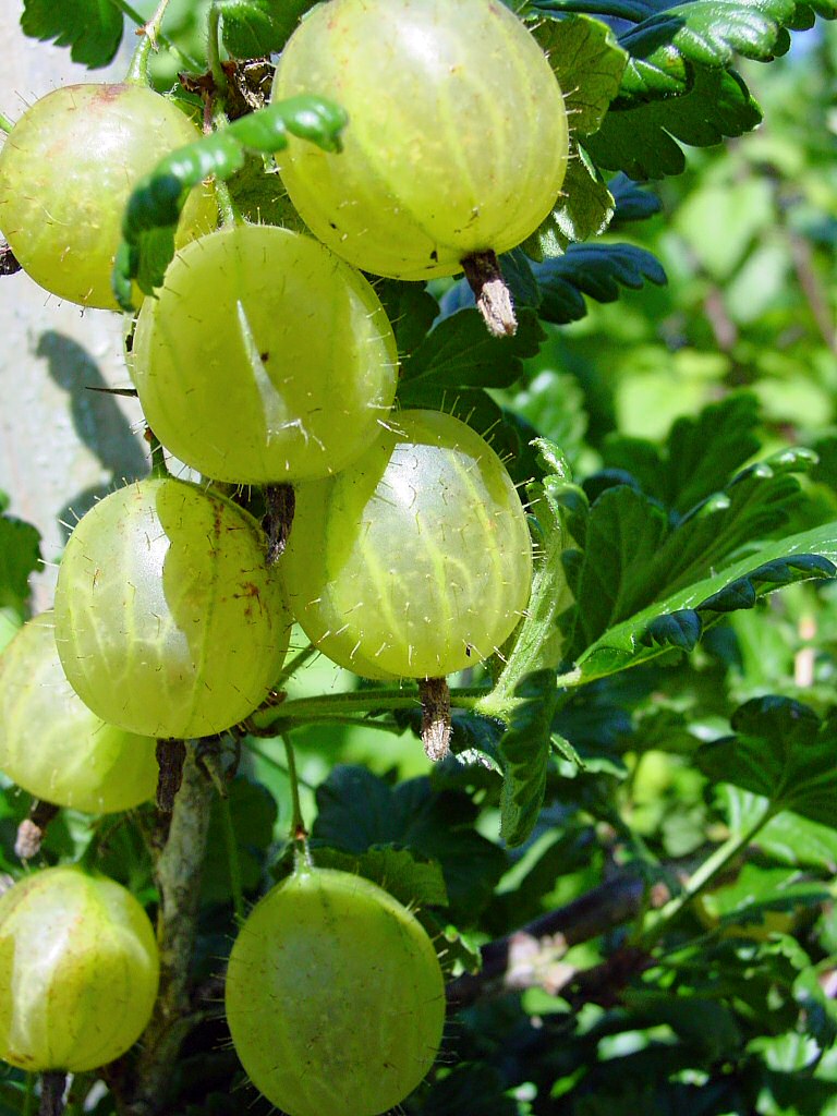 Top 10 Types of Berries To Grow In Your Garden - Top Inspired