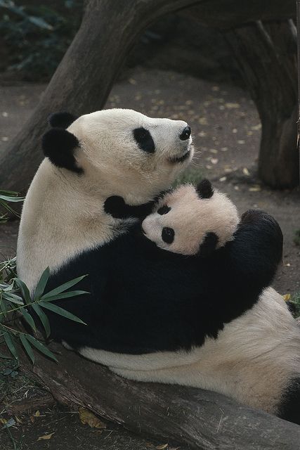 baby-panda-and-her-mom-