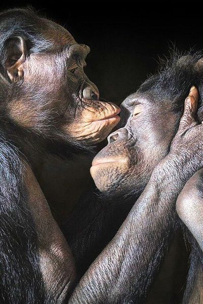 chimpanzee-love-