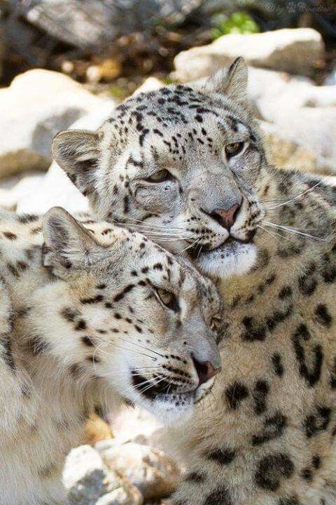 cuddling-snow-leopards-