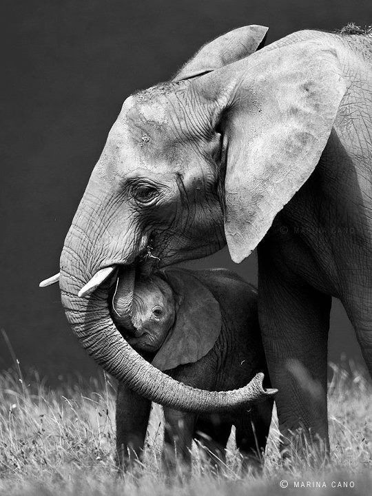 elephants-hug-