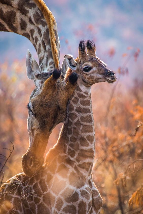 giraffe-