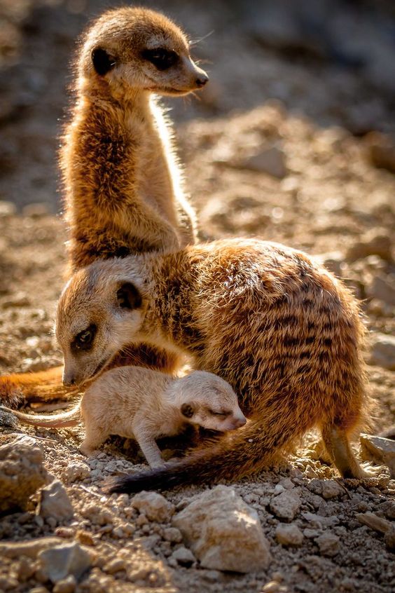 meerkat-family-