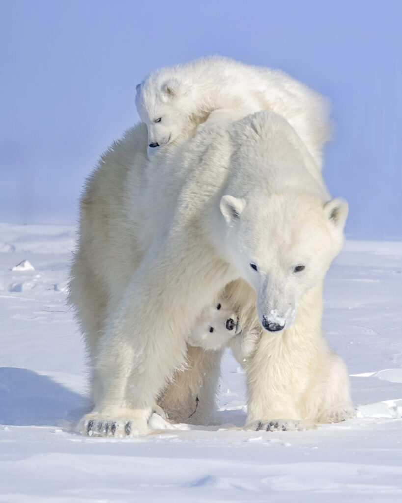 polar-bear-mother--819x1024