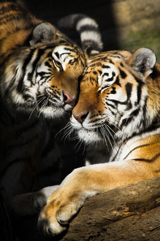 tigar-