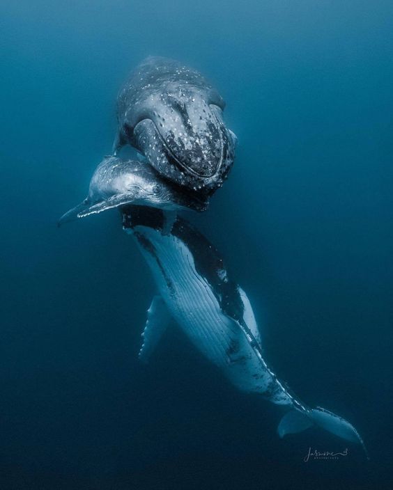 whale-love-
