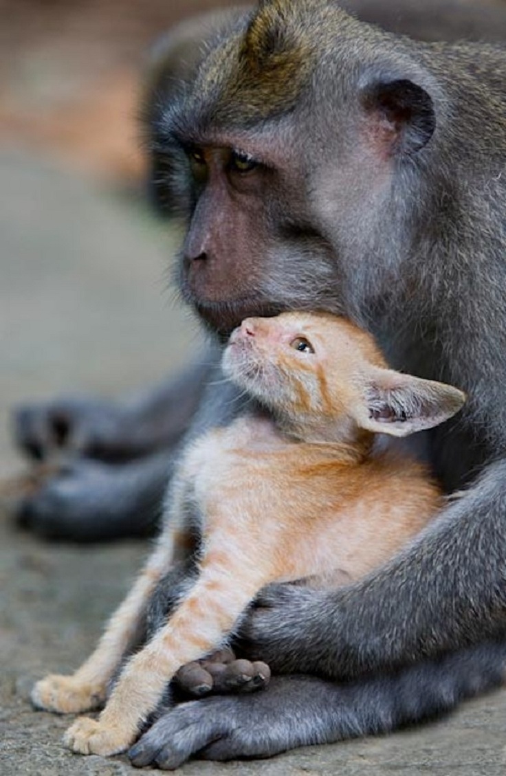 A-Macaque-Monkey-Adopts-A-Kitten-In-The-Forests-Of-Bali-6