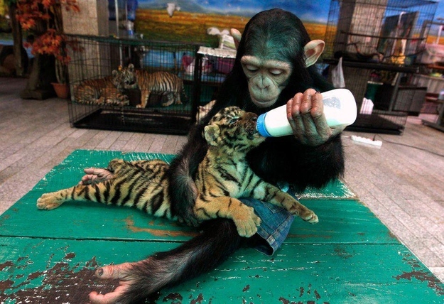 A-Sumatran-Tiger-Make-Friends-with-Two-Orangutans