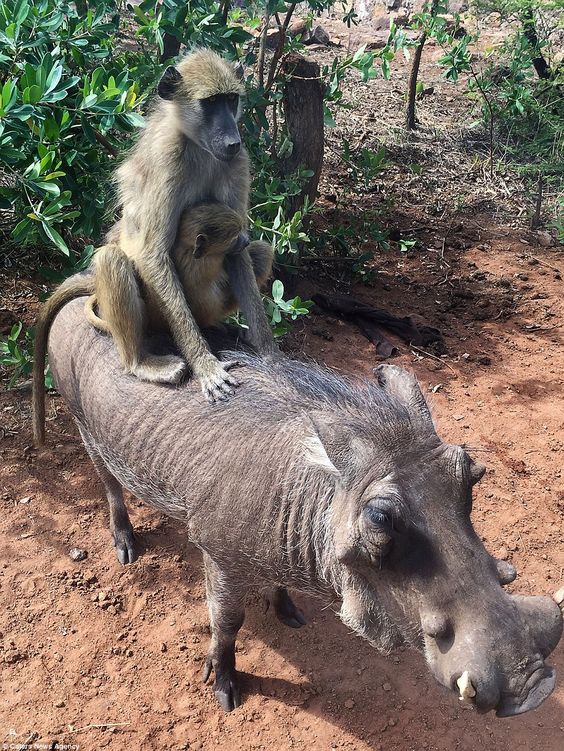 A-Warthog-Pals-With-Two-Baboons