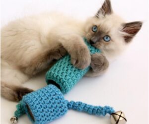 Top 10 Fun DIY Cat Toys