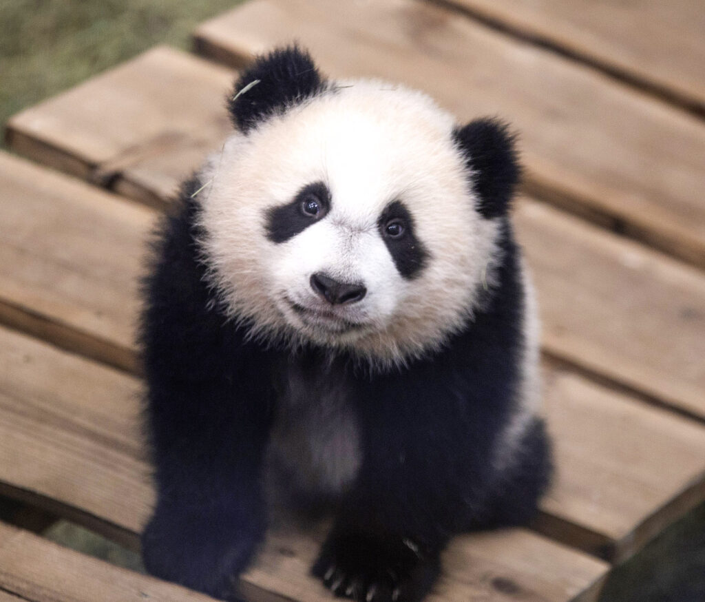 Dutch-Born-Panda-Cutest-Look