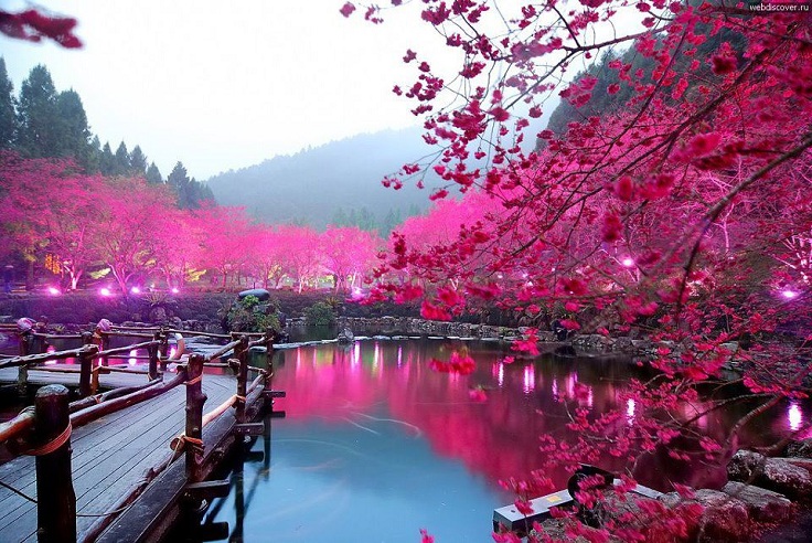 Lighted-Cherry-Blossom-Lake-Sakura-Japan