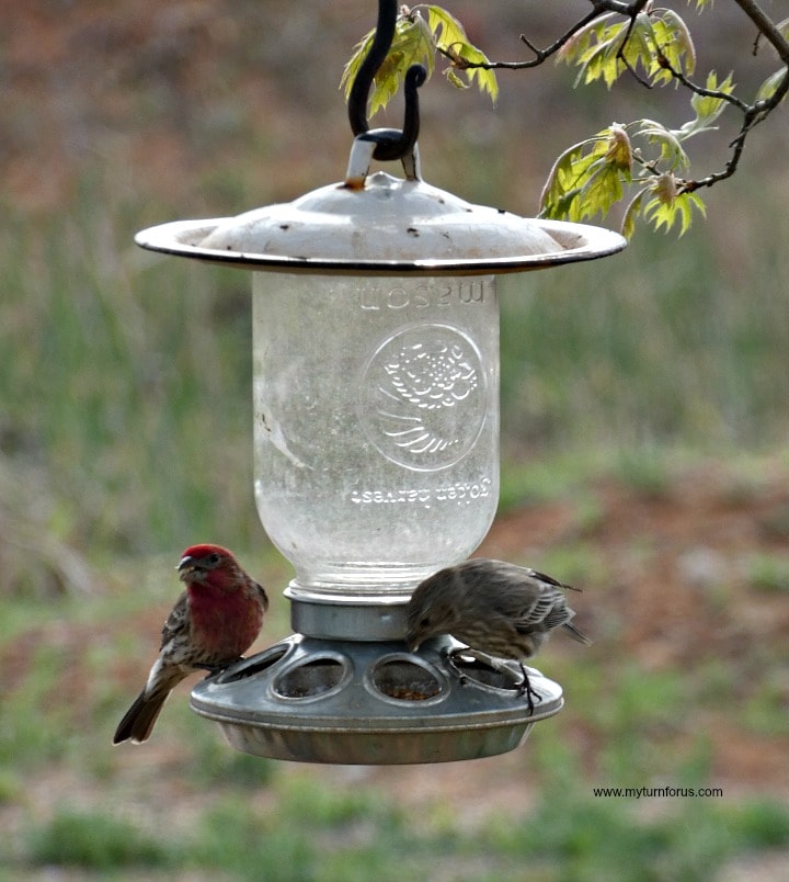 Mason-Jar-Bird-Feeder Mason-Jar-Bird-Feeder