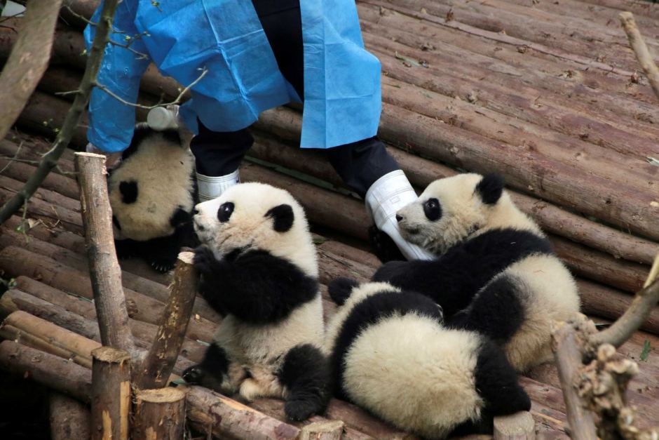 Panda-Playing-With-Their-Caretaker