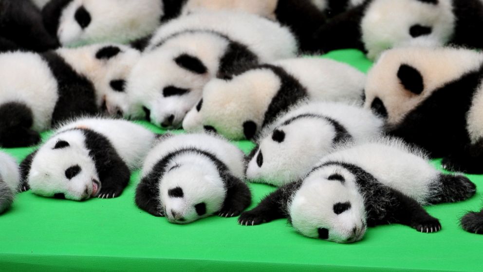 Panda-cubs-