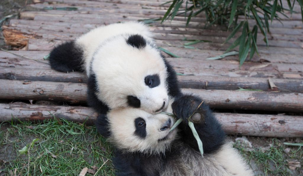 Pandas-Out-In-The-Wild-