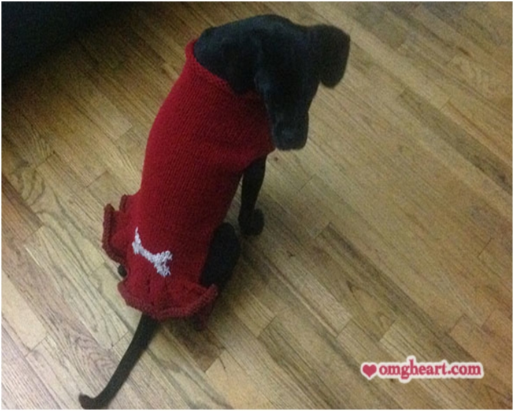 Pattern-Pup-Squad-Dog-Sweater Pattern-Pup-Squad-Dog-Sweater
