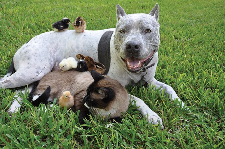 Pitbull-siamese-cat-chicks