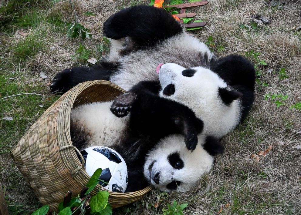 World-Cup-Enthusiastic-Wannabes-Pandas