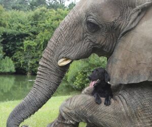 Top 10 Unusual Animal Friendships