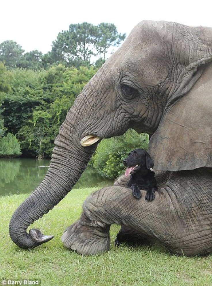 Top 10 Unusual Animal Friendships Top 10 Unusual Animal Friendships