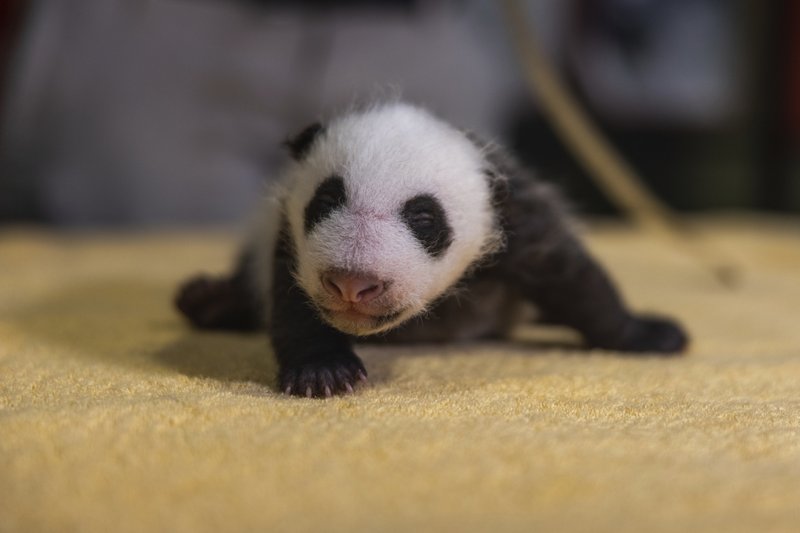 baby-panda-new-born-