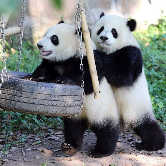 baby-pandas-playing-together-